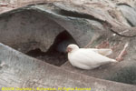 nest in whale vertebrae