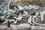 gentoo with whale bones