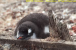 chick on old whale boat