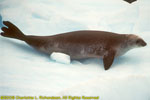 crabeater seal