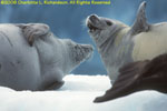 crabeater seals