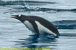 porpoising gentoo penguin