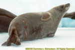 crabeater seal