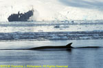 fin whale