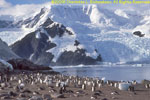 gentoo colony