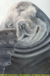 crabeater seal