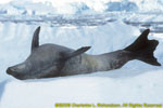 crabeater seal