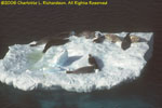 crabeater seals