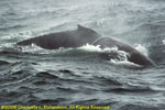 humpback