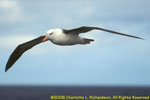 in flight