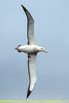 adult in flight