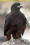 Johnny rook (juvenile caracara)