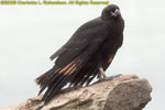 striated caracara, New Island