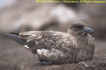 skua nest