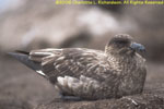 skua nest, New Island