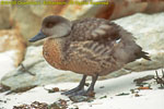 Falklands pintail duck