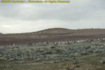 Saunders island