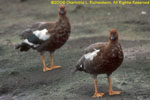 females, Saunders Island