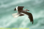 in flight, Saunders Island