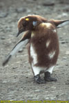 molting chick