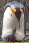 newly hatched chick with adult