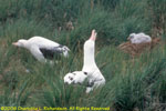 two adults and a chick on a nest