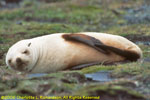 blond fur seal
