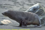 fur seal