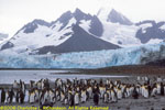 king penguin colony and glacier