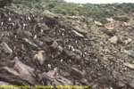 bird colony