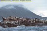 macaroni penguins on rocks