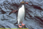 one macaroni penguin