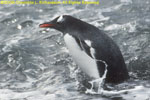 gentoo penguin in the surf