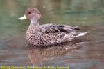 South Georgia pintail duck