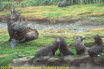 fur seal bull and harem