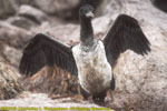 blue-eyed shag chick