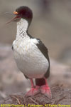 on nest