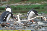 gentoo penguins and reindeer antler