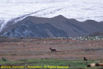 reindeer in front of glacier