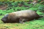 molting male elephant seal