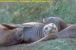 elephant seals