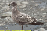 juvenile kelp gull