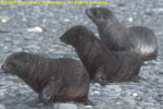 fur seal pups