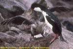 adult shag feeding chick