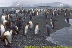 penguins in surf