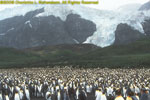 king penguin colony