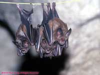 Fruit Bats