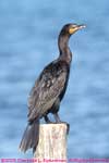 On the dock