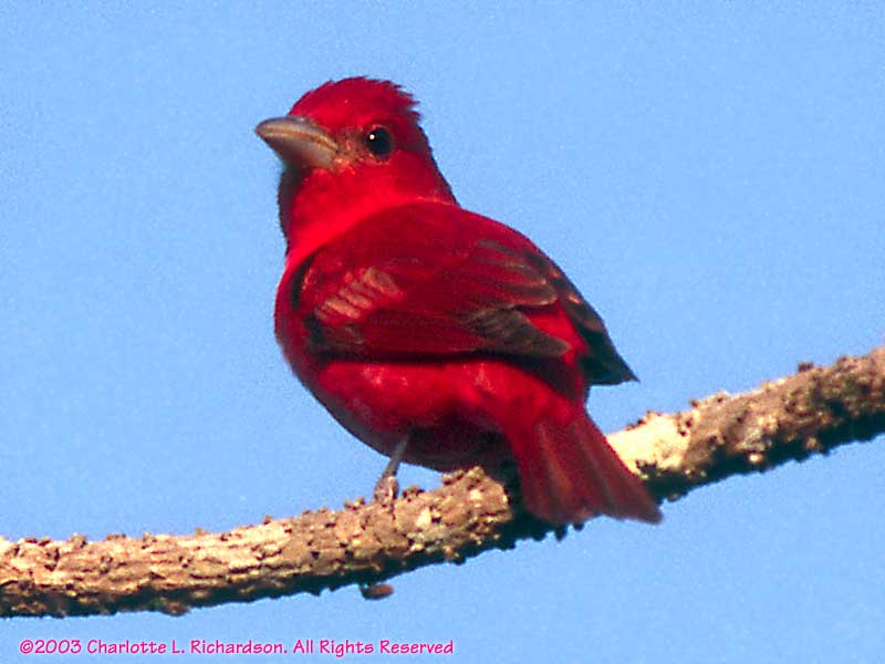 red jay bird