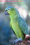 Parrot